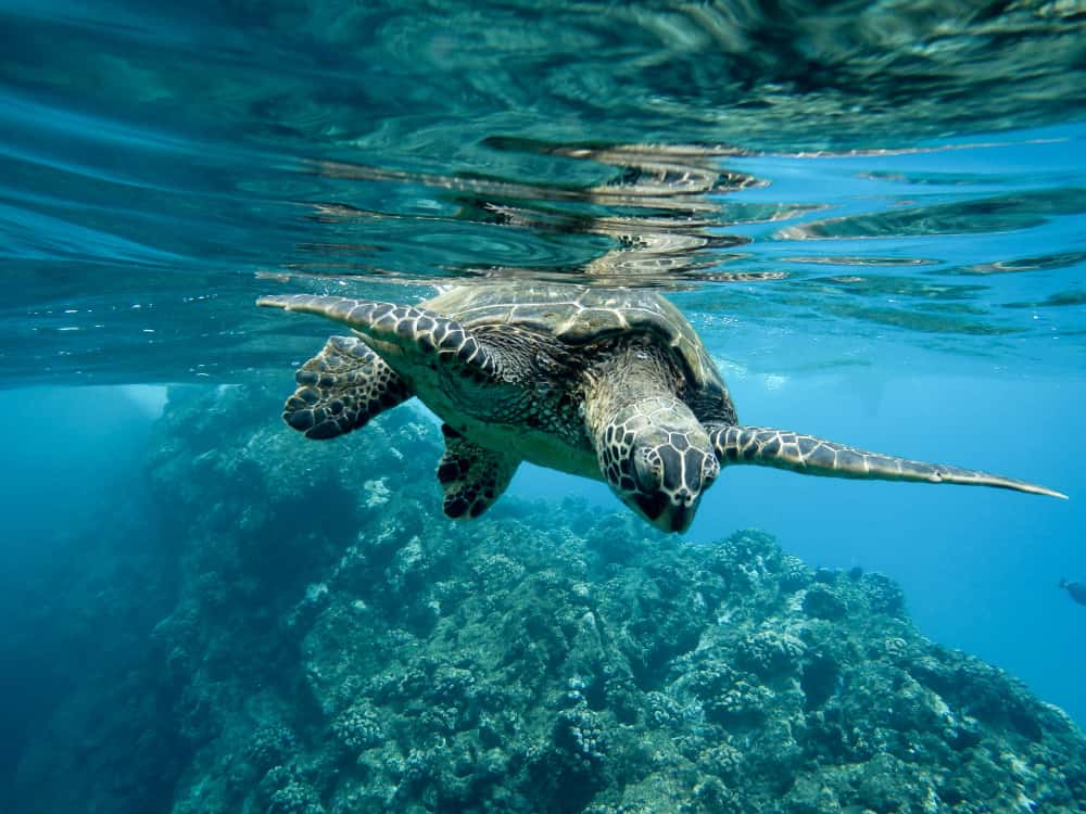 Dia Mundial dos Oceanos: por que a data importa?